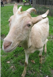 Obrázok